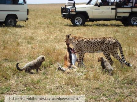 ''Tourists and cheetahs in the Maasai Mara''
