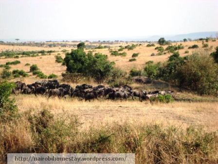''Herd of wildebeests in the Maasai Mara''