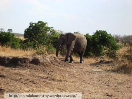 ''Elephant in the nairobi national park''