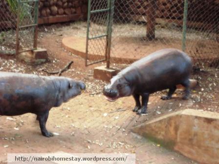 ''Hippos fight at Nairobi Safari walk''